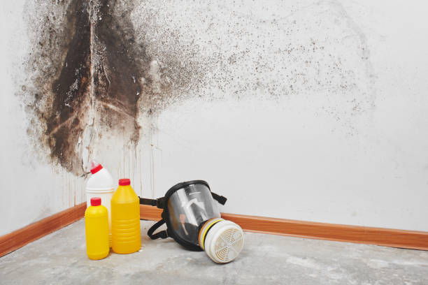 Best Residential Mold Removal  in Bella Vista, CA