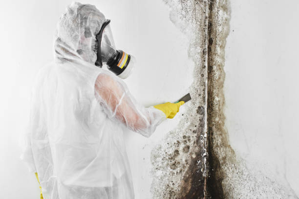 Best Local Mold Removal Service  in Bella Vista, CA
