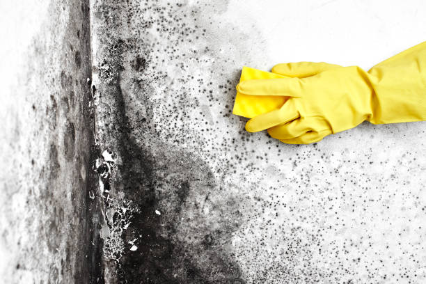 Best Black Mold Removal  in Bella Vista, CA