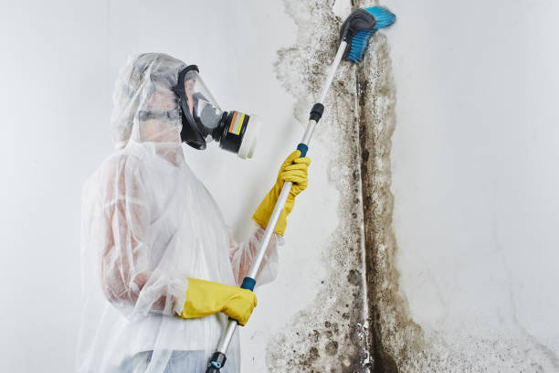 Best Home Mold Removal  in Bella Vista, CA