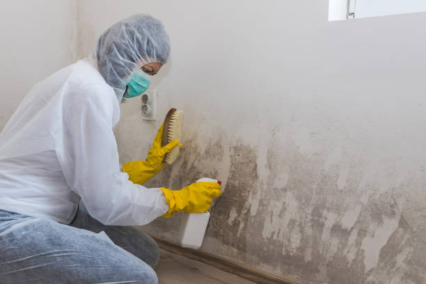 Best Attic Mold Removal  in Bella Vista, CA