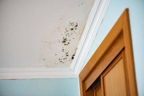 Best Certified Mold Removal  in Bella Vista, CA