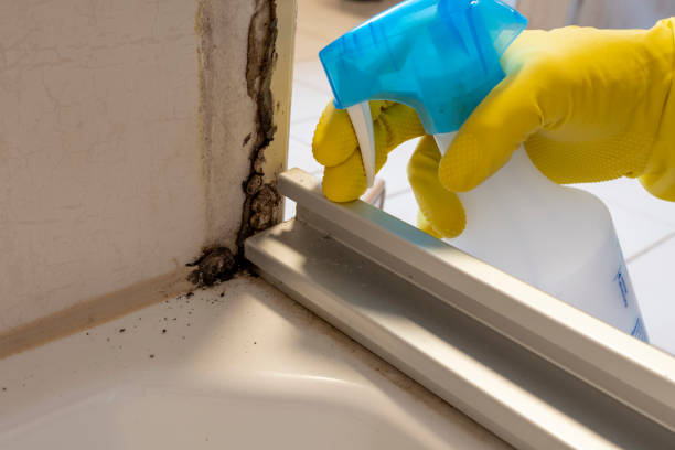 Best Mold Testing  in Bella Vista, CA