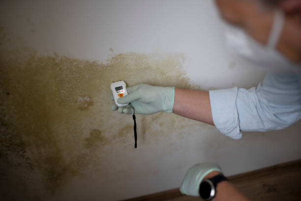 Mold Removal and Inspection in Bella Vista, CA