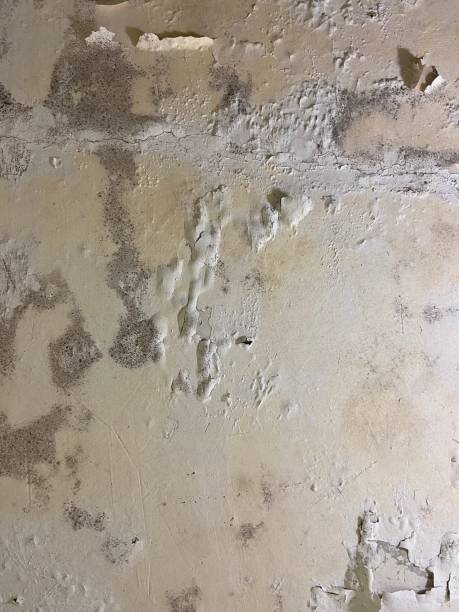 Best Mold Testing  in Bella Vista, CA