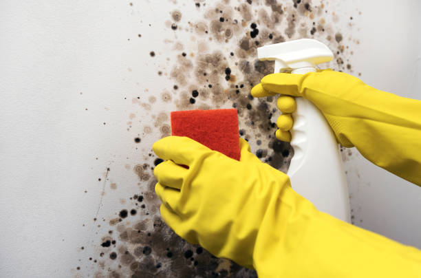 Best Affordable Mold Removal  in Bella Vista, CA