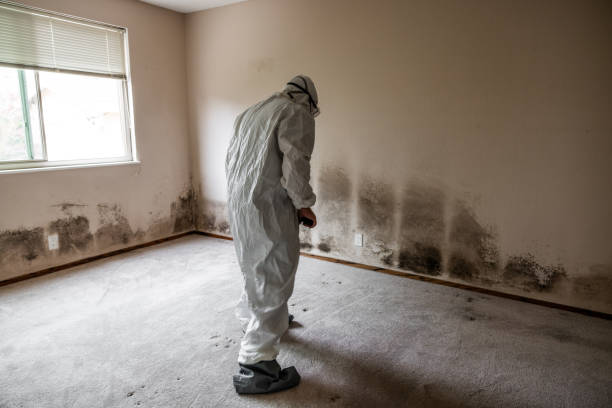 Best Mold Remediation  in Bella Vista, CA