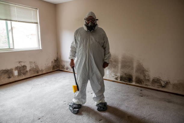 Bella Vista, CA Mold Removal Company