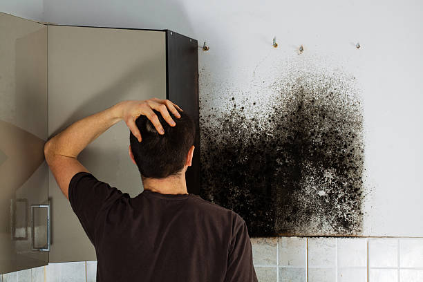 Best Commercial Mold Removal  in Bella Vista, CA