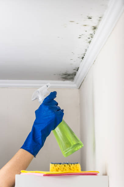 Best Same-Day Mold Removal  in Bella Vista, CA
