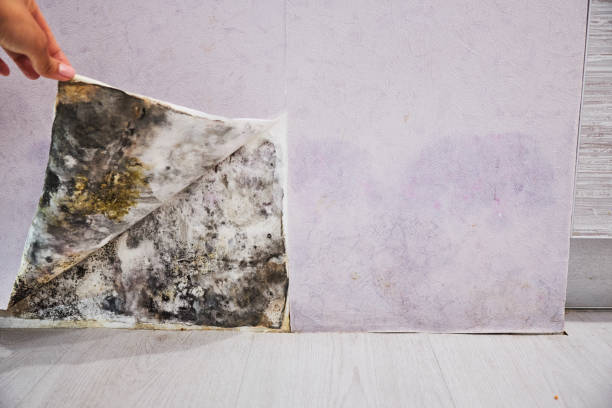 Best Mold Remediation  in Bella Vista, CA